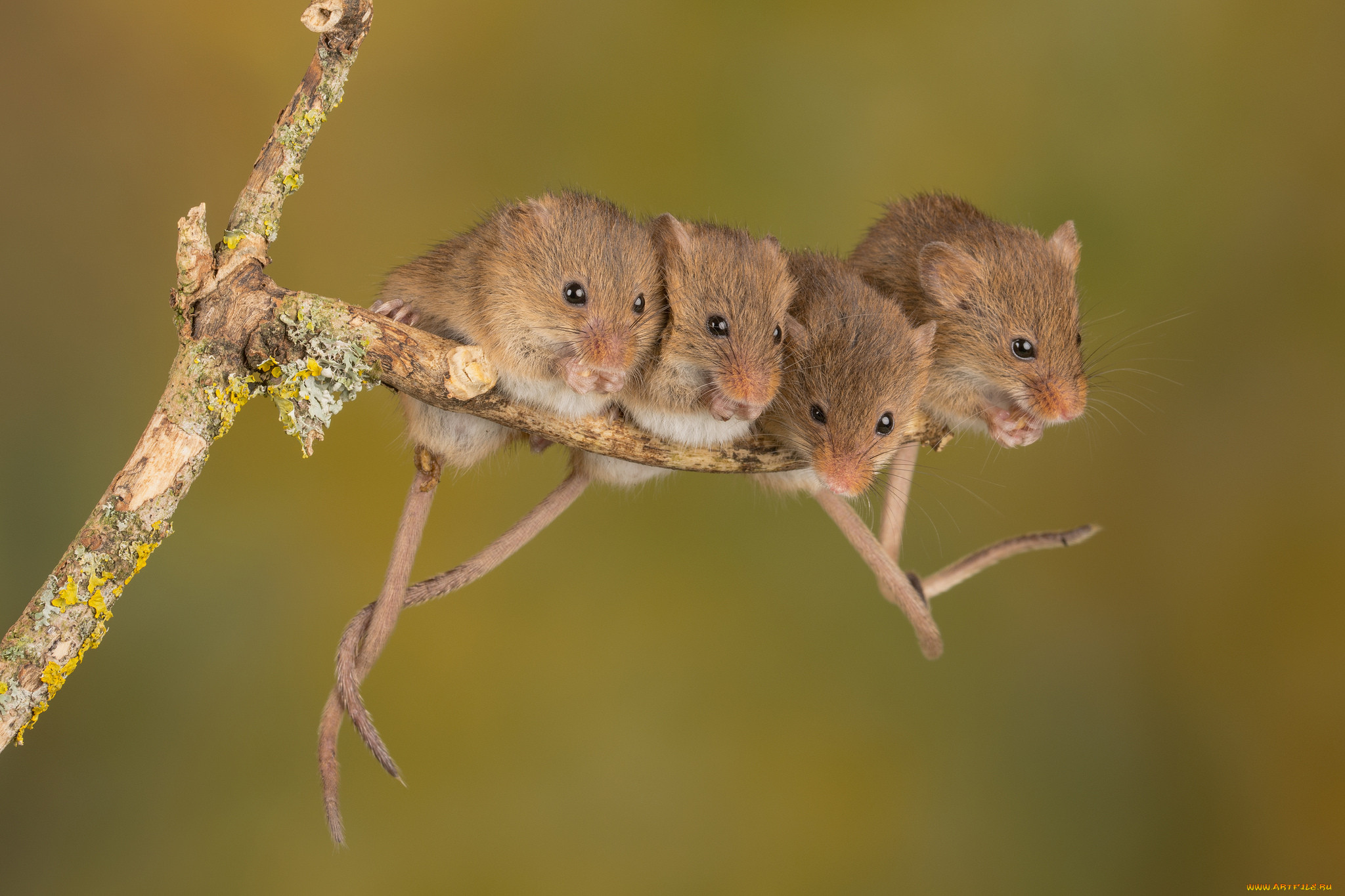 Мыши живущие в лесу. Мышь полевка. Полевая мышь (мышь-полёвка). Полевая мышь полевка.